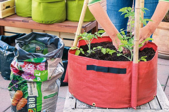 Tomaten und Paprika in Pflanztaschen anbauen – So klappt’s auf Balkon & Terrasse
