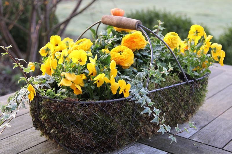Ein Erntekorb aus Draht mit Moos befüllt und mit gelben Hornveilchen und Primeln sowie Efeu bepflanzt, steht auf einem rustikalen Holztisch.