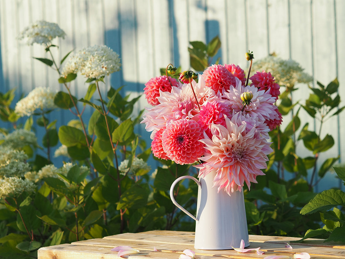 Eine weiße Kanne gefüllt mit üppigen rosa Dahlien steht auf einem Holztisch im Garten, hintergründig umspielt von weiß blühenden Pflanzen und grünen Blättern im Sonnenlicht.