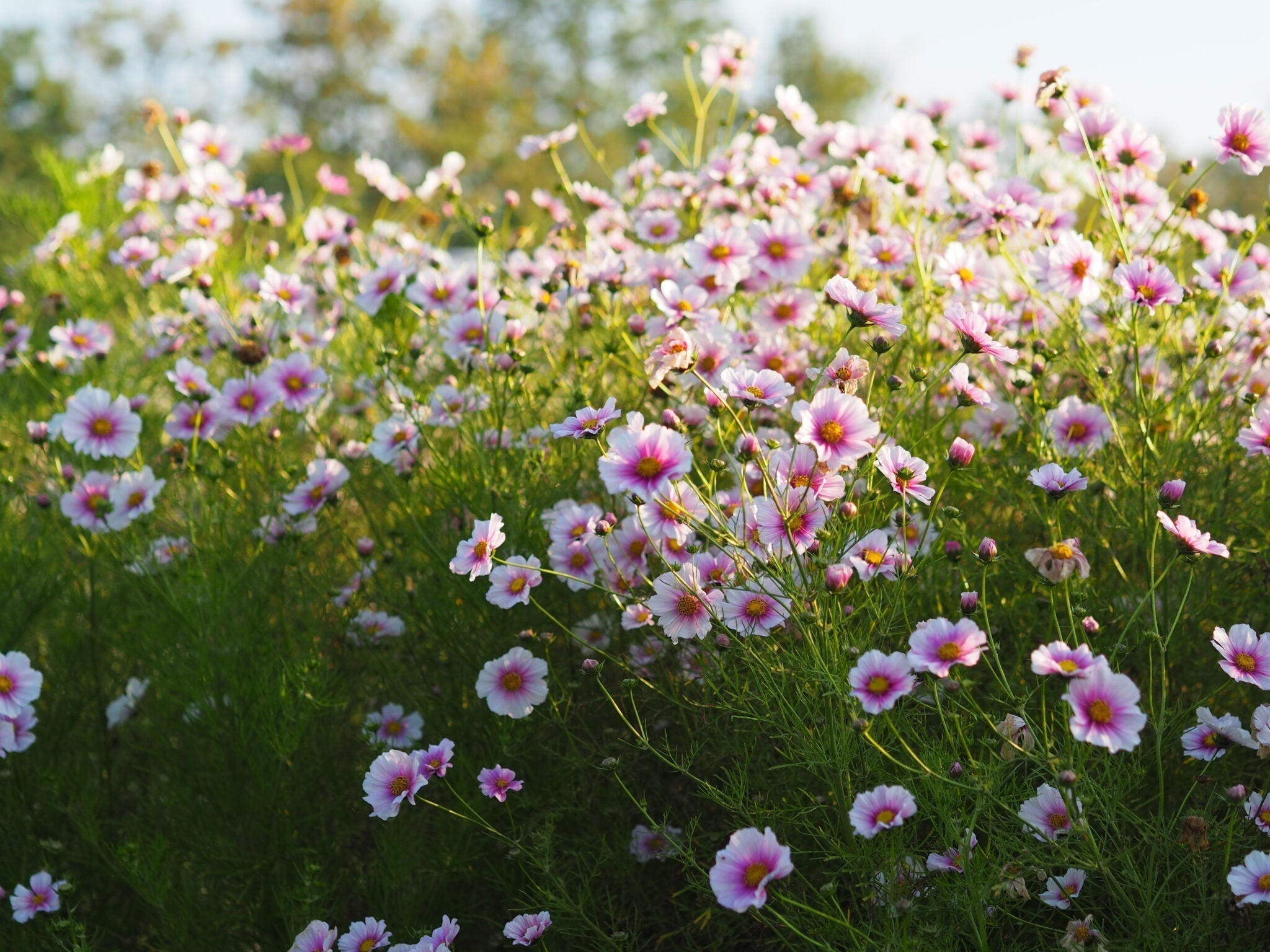 Ein blühendes Meer aus rosa pink blühenden Schmuckkörbchen.