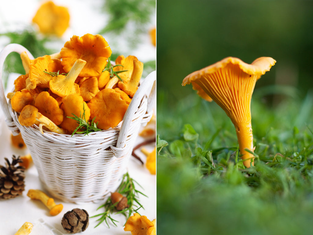 Zwei Bilder von Pfifferlingen: das erste zeigt Pfifferlinge in einem Korb, das zweite eine Nahaufnahme eines Pfifferlings im Wald.