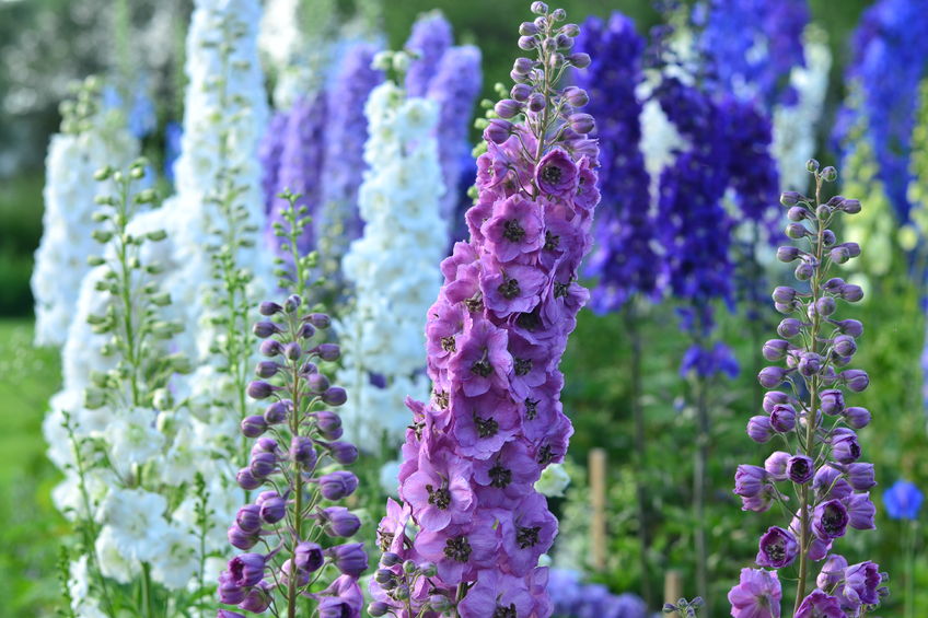 Blühender Rittersporn in lila, blau und weiss in Nahaufnahme.