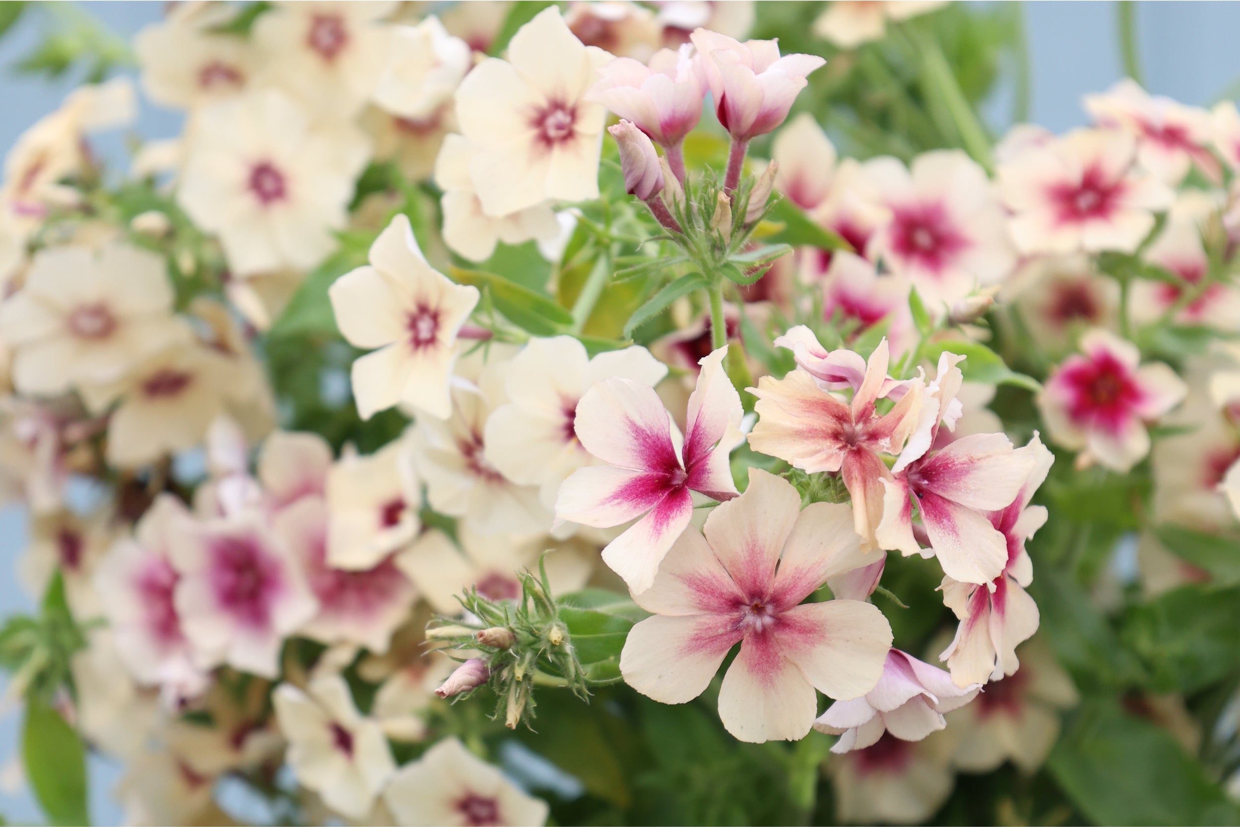 Zarte Blüten des Sommerphlox (Phlox drummondii) ‚Cherry Caramel‘ in cremigen Karamelltönen mit rosafarbenem Auge – beliebte Sorte für Beete und Schnittblumen, fotografiert im Gartenzauber-Garten.
