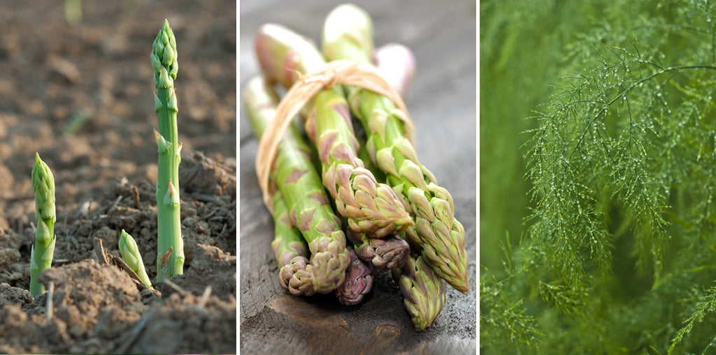 Dreiteilige Collage, die die Wachstumsphasen von Gemüse zeigt: Links sprießender grüner Spargel aus der Erde, in der Mitte ein Bündel geernteter Spargelstangen, und rechts feingliedriger, nasser Dill, der sich im Sonnenlicht wiegt.