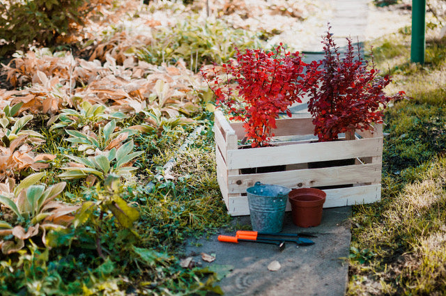 Rote Ziersträucher in einer Holzkiste mit Gartenwerkzeug auf dem Boden.