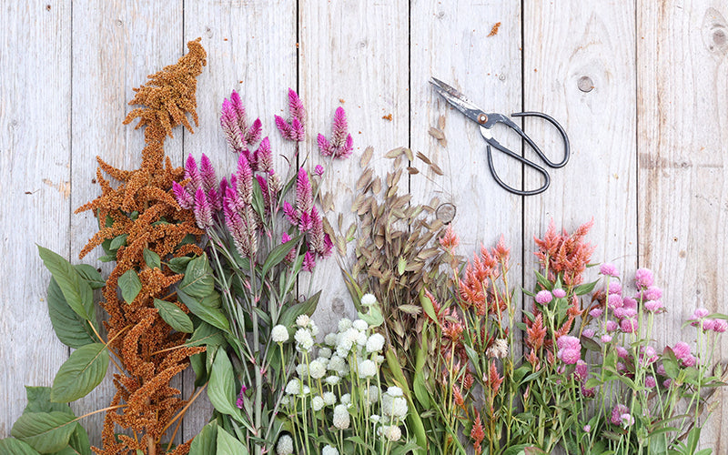 Amaranth, Celosien, Kuegelamaranth und das große Zittergras liegen nebeneinander auf einem Holzbrett.