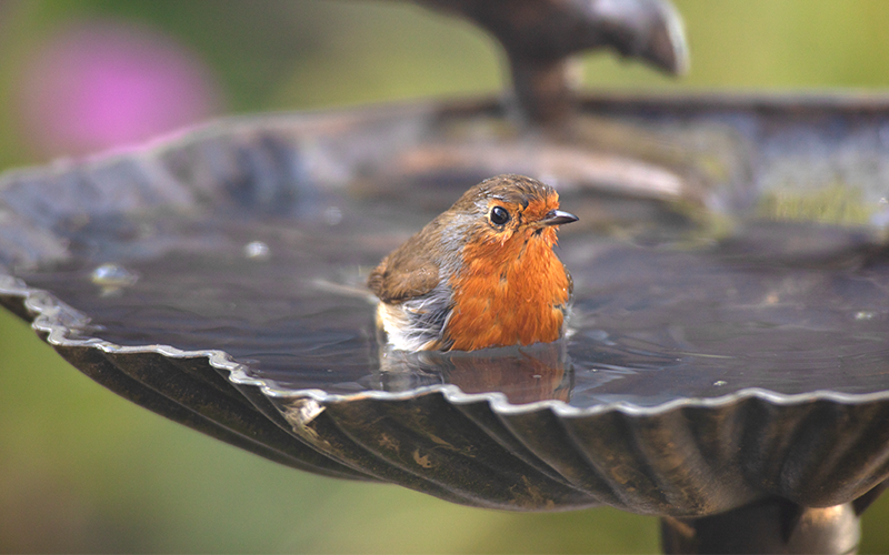 Wasserstellen für Vögel, Igel & Co. – Kleine Oasen für den Garten anlegen