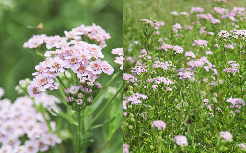 Sibirische Schafgarbe (Achillea sibirica var. kamtschatica ‘Love Parade’) mit zarten rosafarbenen Blütendolden im naturnahen Staudenbeet