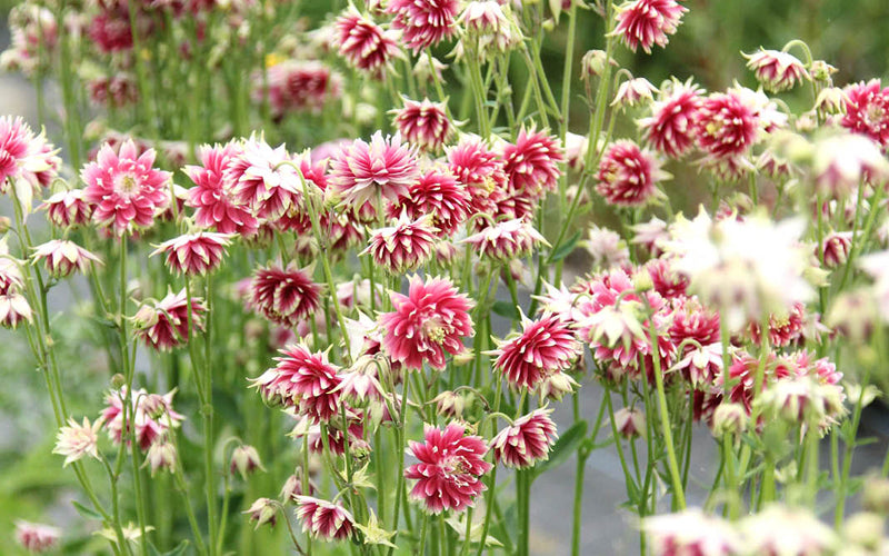 Akelei Aquilegia Vulgaris Rose Barlow von Gartenzauberhutterstock