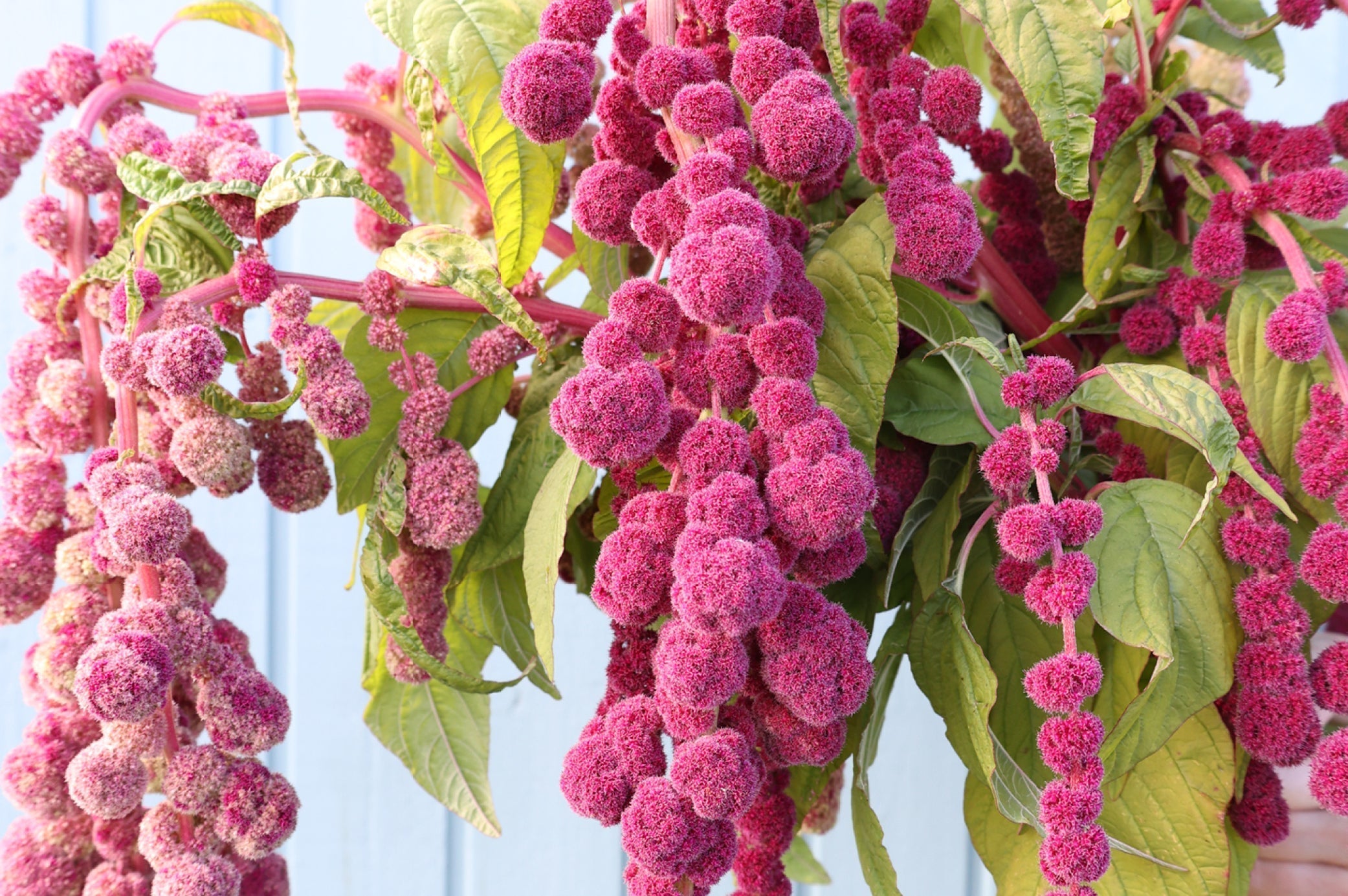 Leuchtend pinke Blütenstände des Amaranths (Amaranthus caudatus ‘Mira’) mit kugeligen, dicht besetzten Quirlen und frischem grünen Laub vor hellblauem Hintergrund.