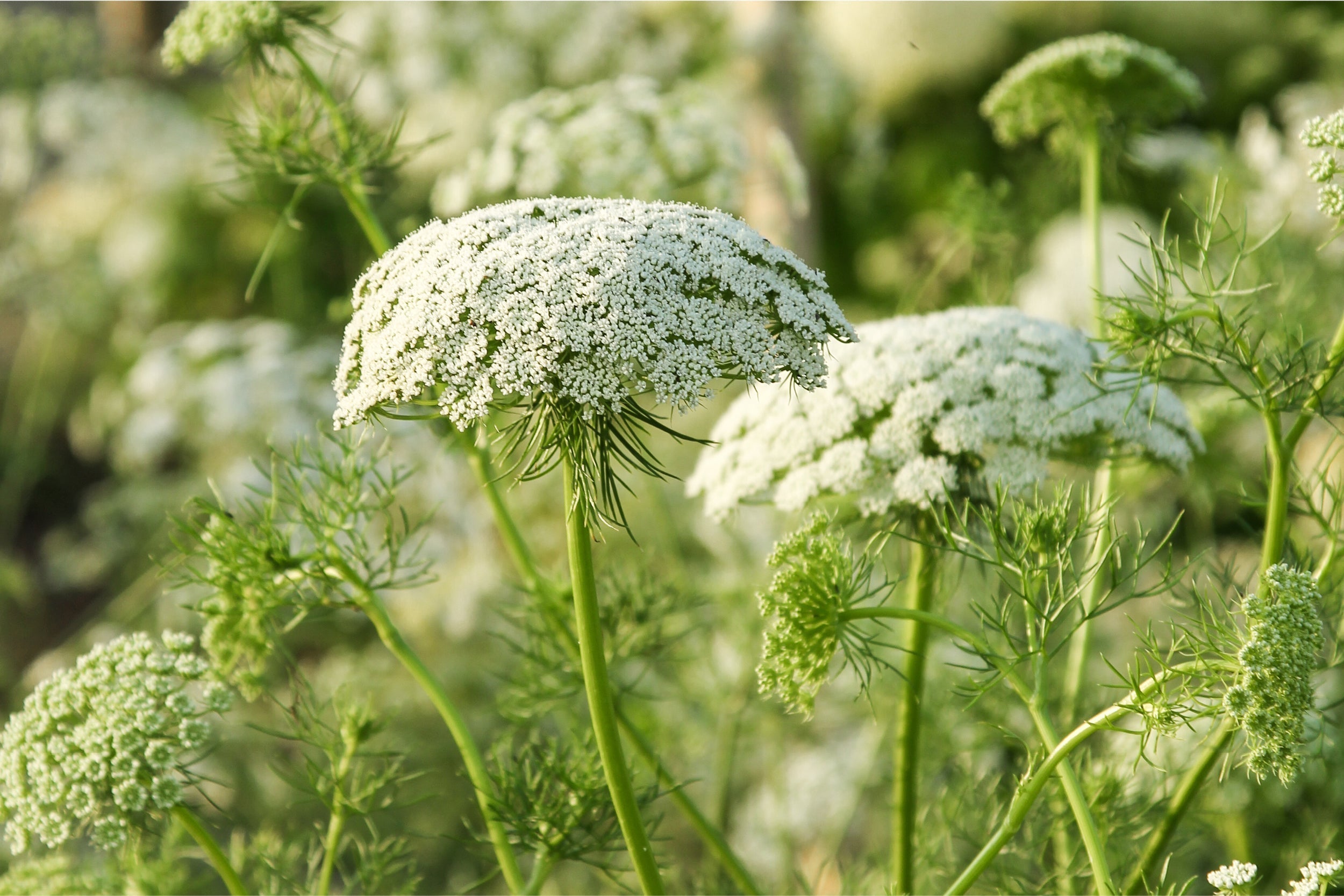 Bischofskraut (Ammi visnaga) mit großen weißen Blütendolden im Sommerbeet – filigrane Strukturpflanze für naturnahe Gärten.