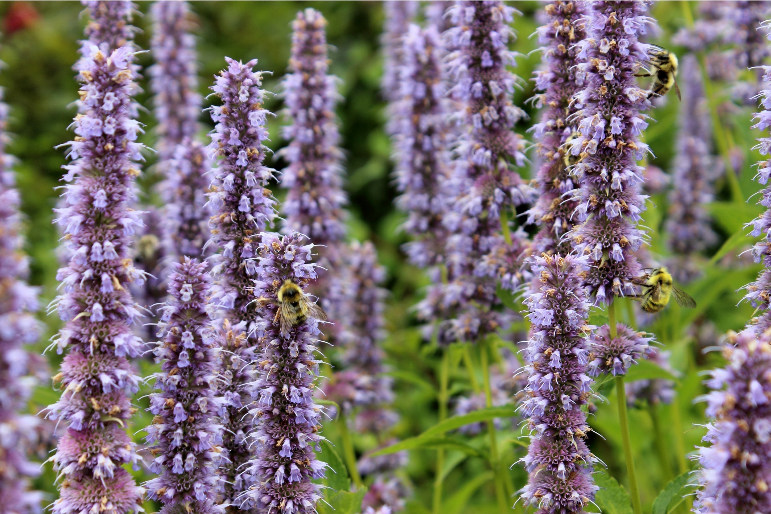 Anis-Duftnessel (Agastache foeniculum) mit blühenden Blütenkerzen und Hummeln – aromatische, bienenfreundliche Staude für sonnige Beete und Präriepflanzungen.