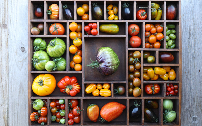 Verschiedene bunte Tomatensorten in einem Holzregal stilvoll arrangiert – von kleinen Cocktailtomaten bis zu großen Fleischtomaten.