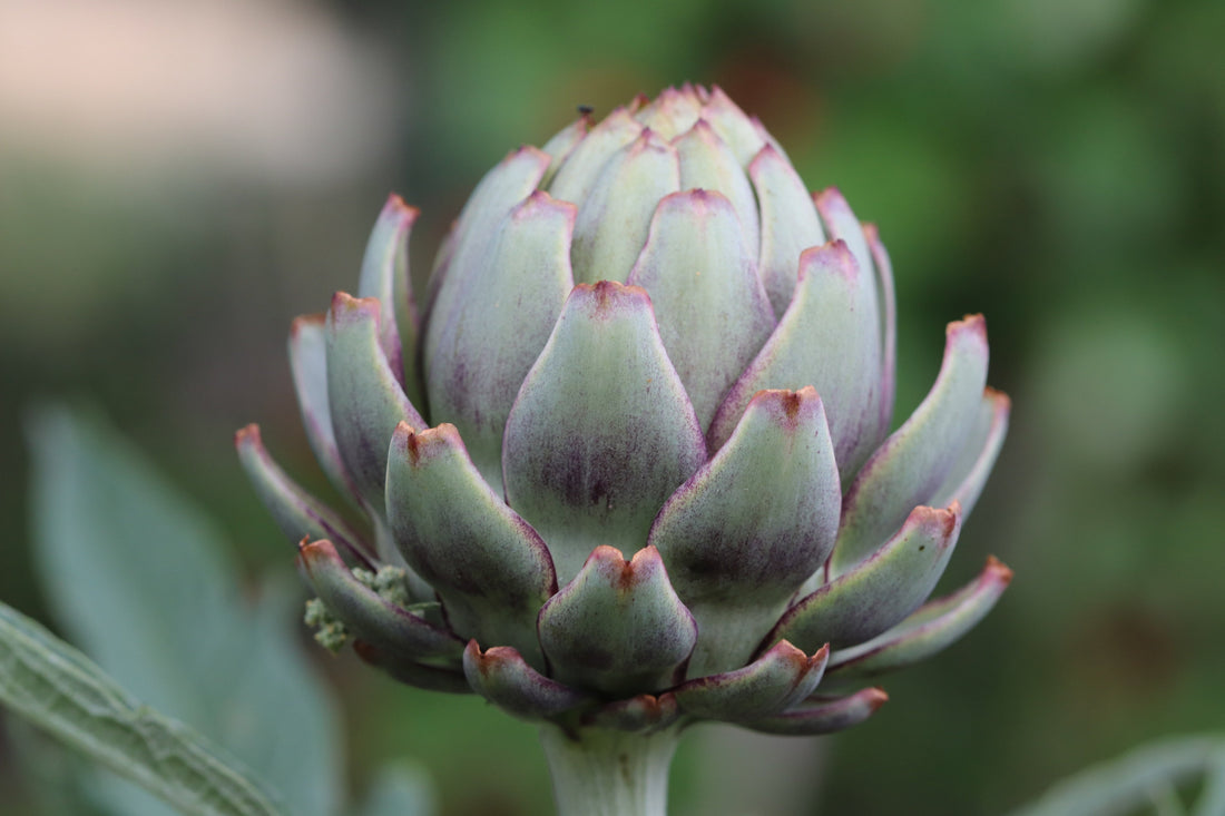 Artischocken Knospe