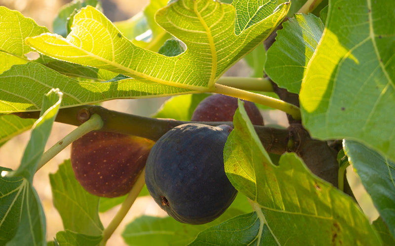 Wir pflanzen einen Feigenbaum!