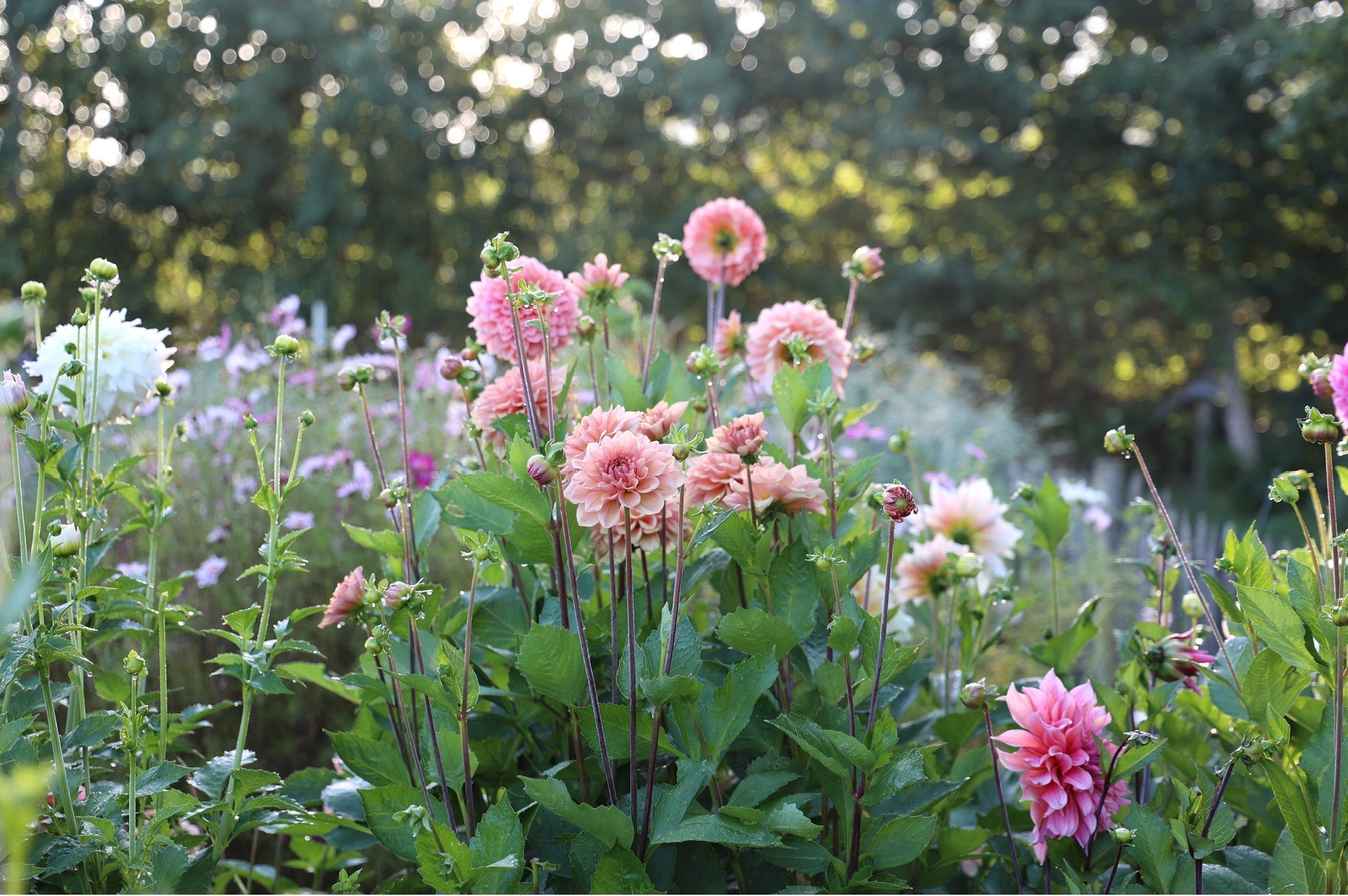 Gartentipps für den Ziergarten im September