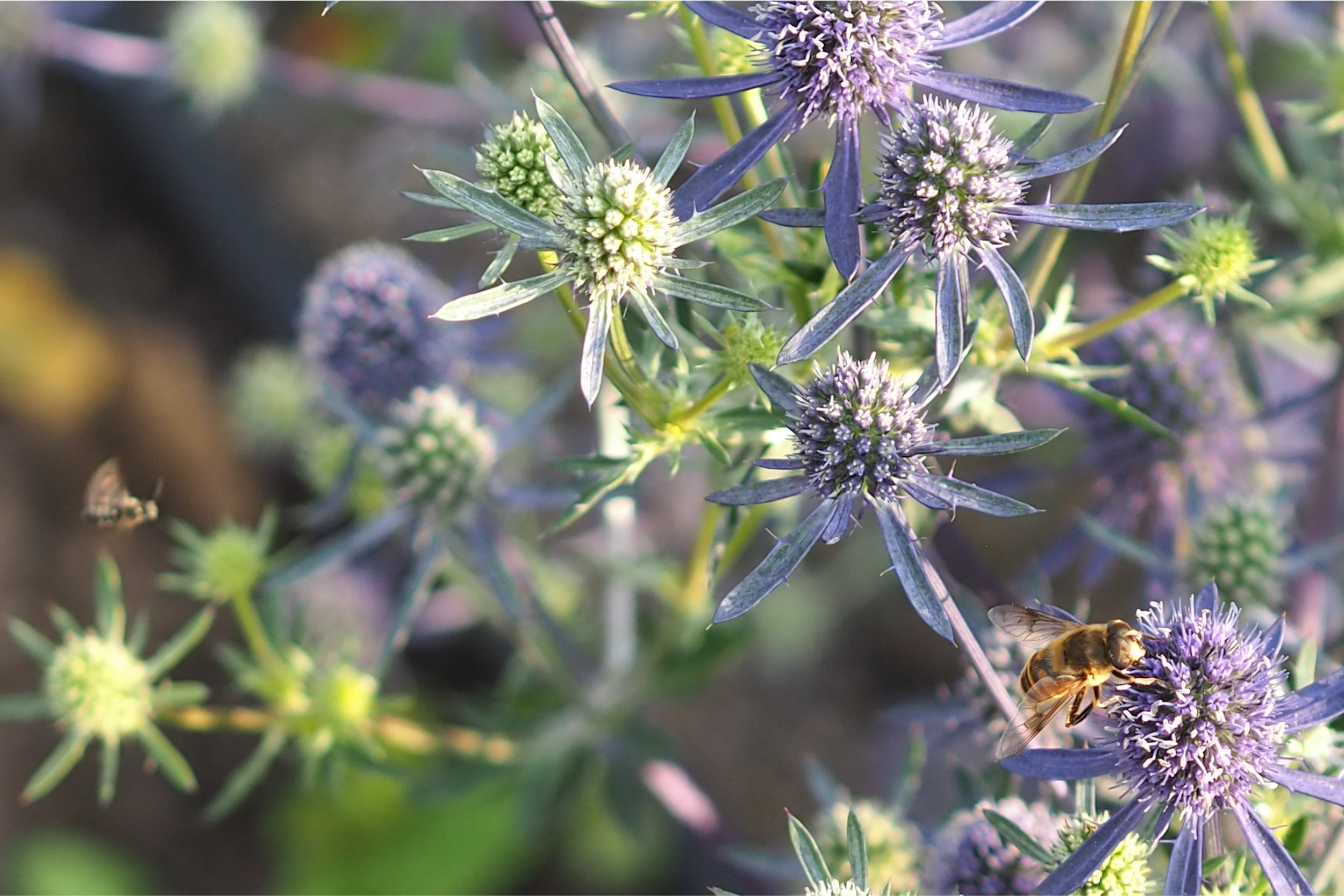 Nahaufnahme der Edeldistel (Eryngium planum) mit stahlblauen Blütenköpfen und einer Biene – wertvolle, trockenheitsverträgliche Staude für sonnige Gärten und Insekten.