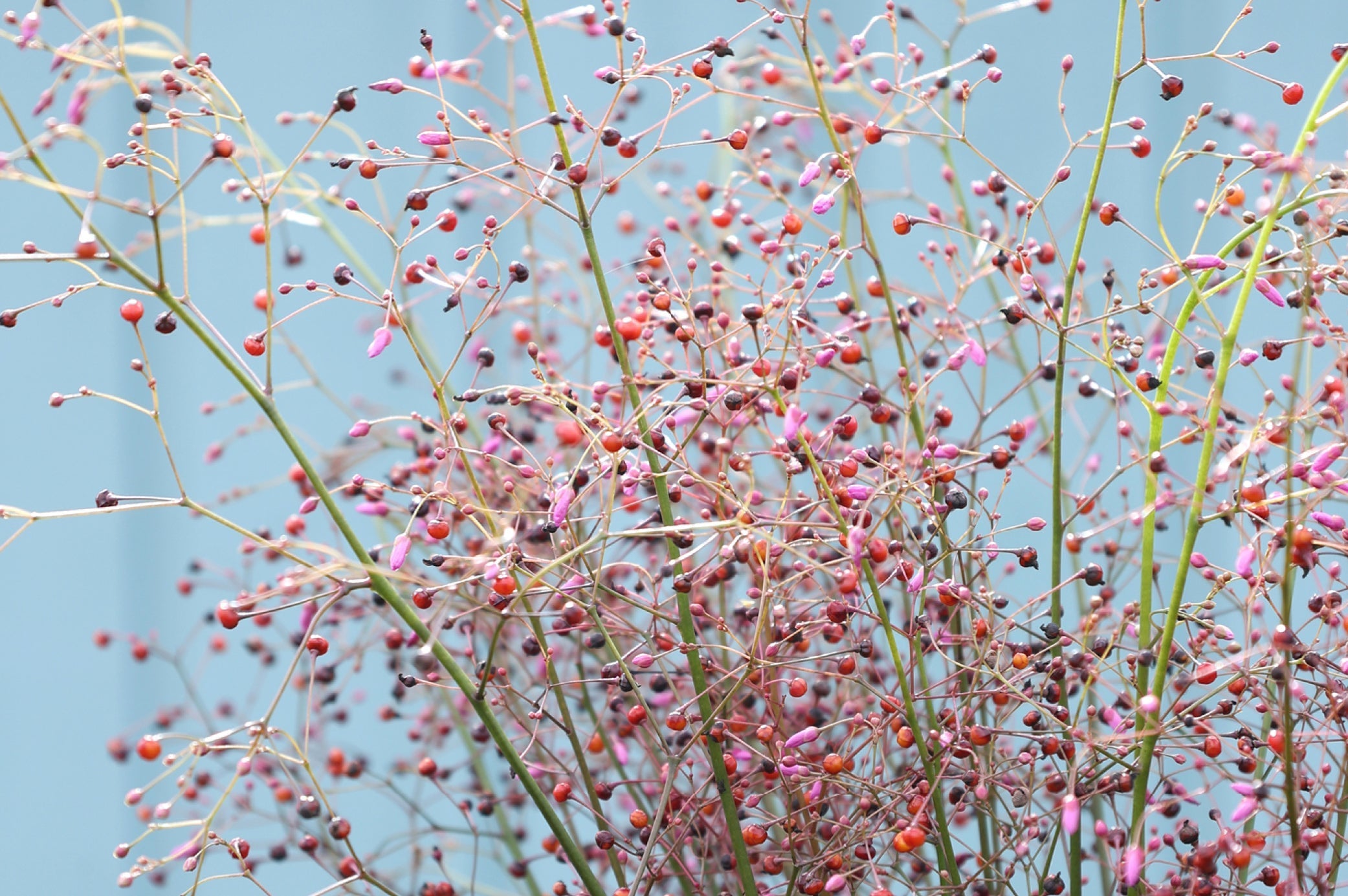 Zarte Blüten- und Samenstände des Erd-Ginsengs (Talinum paniculatum) mit filigranen rosa Knospen und roten Samenkapseln vor blauem Hintergrund.