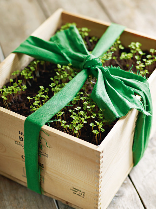 Sprossen ziehen & verschenken – Ein grünes Geschenk mit Überraschungseffekt