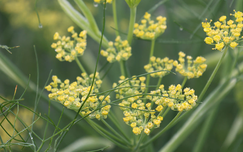 Blühender Fenchel (Foeniculum vulgare) mit gelben Doldenblüten und filigranen, gefiederten Blättern im Garten – typischer Anblick im Hochsommer.