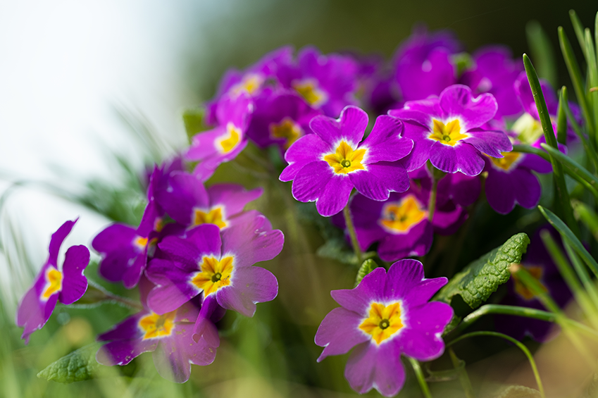 Bunt, frech, fröhlich – Gartenprimeln