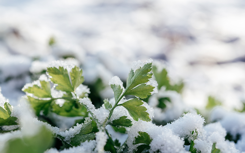 Gartentipps für den Nutzgarten im Dezember