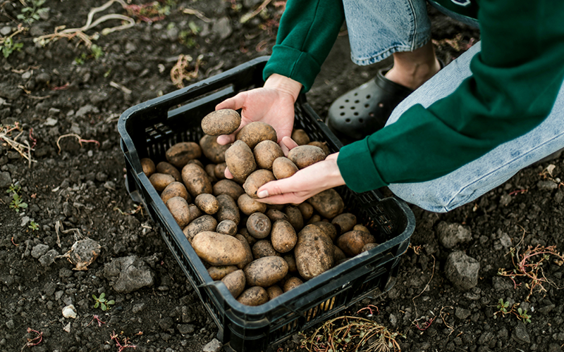 Gartentipps für den Nutzgarten im August