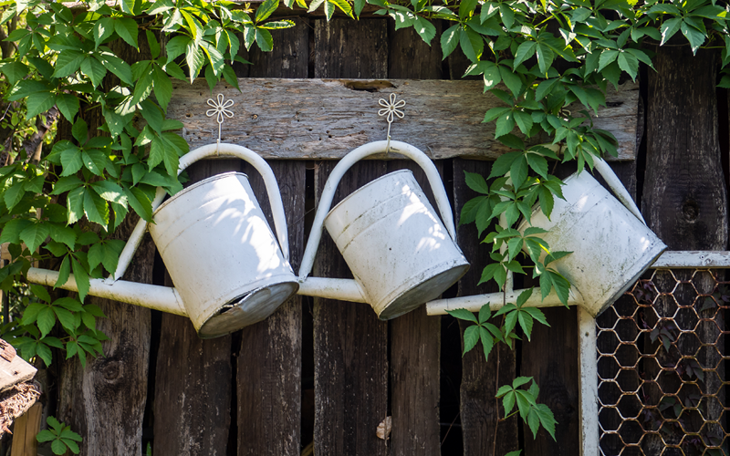 Gartentipps für den Ziergarten im August