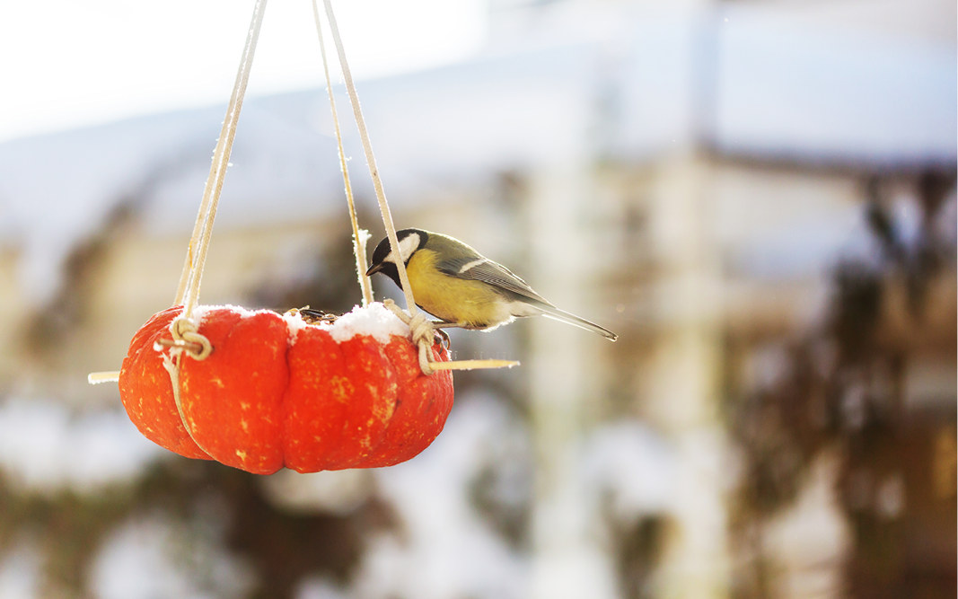 Vogelfutterknödel mit Kindern selber machen: Ein Winter-DIY für kleine Hände