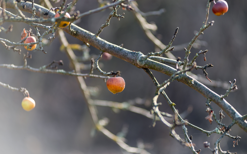 Gartentipps für den Nutzgarten im Januar