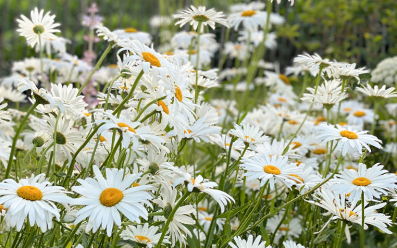 Garten-Margerite Leucanthemum maximum ‚Alaska‘ mit großen, weißen Blüten und gelber Mitte im sommerlichen Staudenbeet