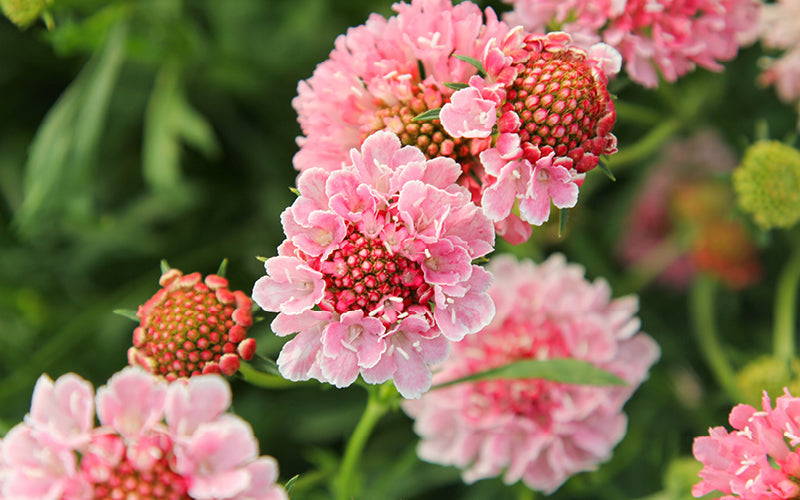 Gartenskabiose ‚Salmon Rose‘ mit rosafarbenen Blüten – ideale Sommerblume für naturnahe Gärten