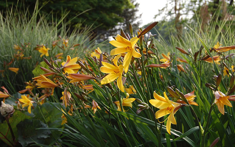Gelbe aufgeblüte Taglilien im Beet ergänzend mit ihren Knospen in einem schönen Farbspiel.