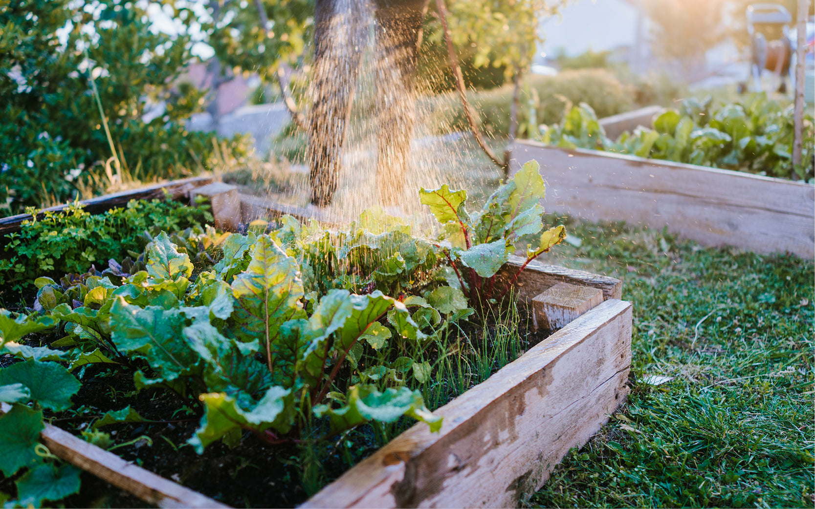 Ein Hochbeet mit Gemüse in der Abendsonne