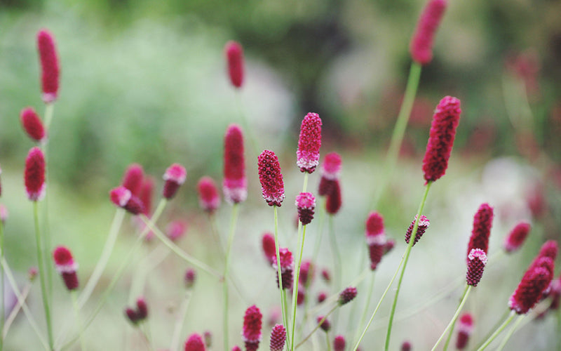 Großer Wiesenknopf (Sanguisorba officinalis) mit dunkelroten Blütenköpfen in naturnaher Staudenpflanzung