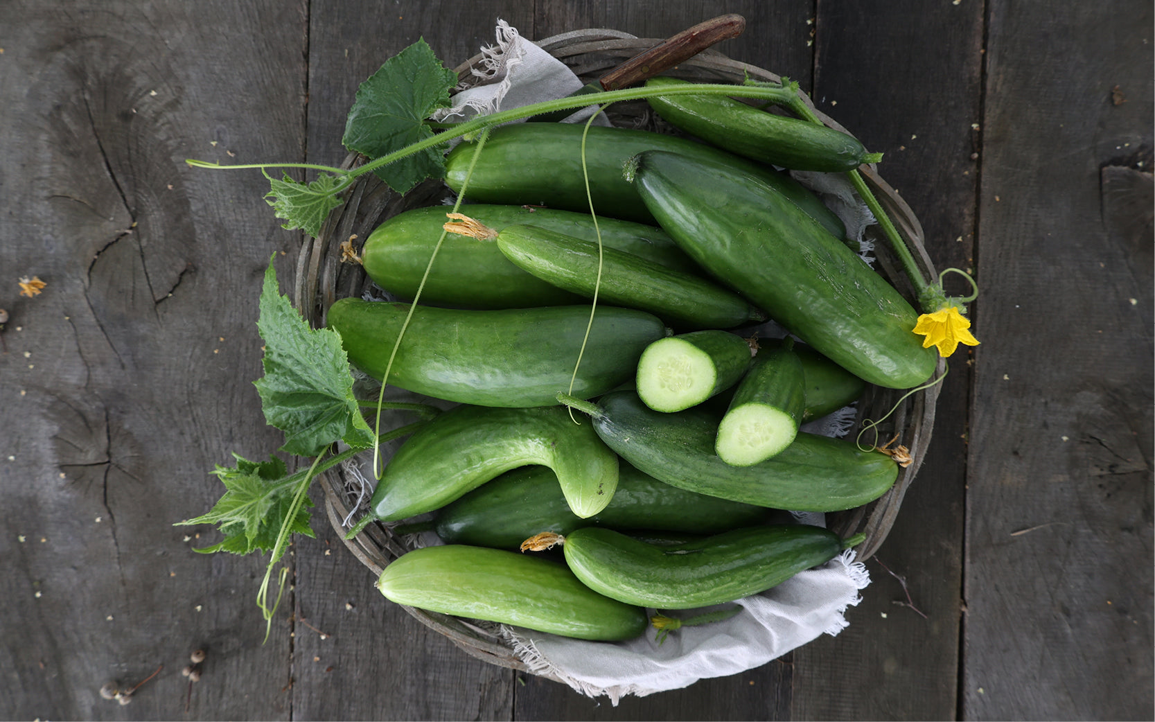 Frisch geerntete Gurken im Korb