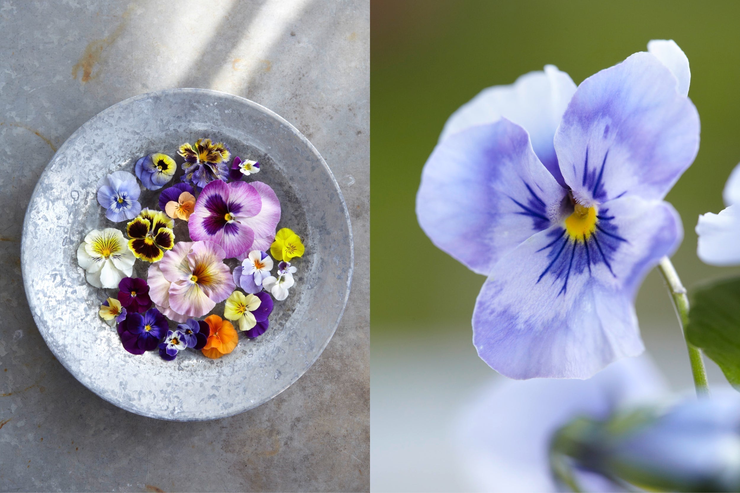 Violas – Hornveilchen und Stiefmütterchen – als schwimmende Blüten im Zinkgefäß und in Nahaufnahme, Frühlingsdekoration im Garten.