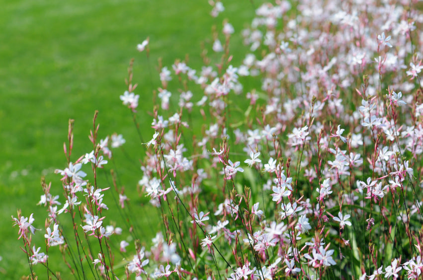 Gaura lindheimeri mit zarten rosa Blüten im Sommerbeet