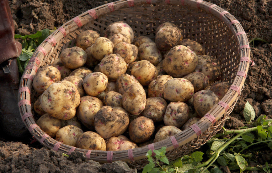 Frisch geerntete Kartoffeln liegen in einem Erntekorb auf dem Acker.