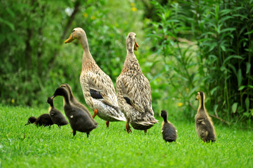 Eine Laufenten Familie auf einer grünen Wiese.