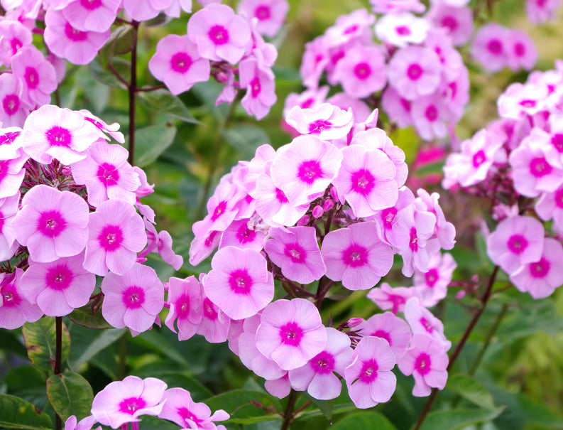 Flammenblume (Phlox)