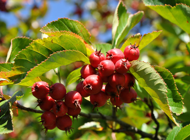 Die roten Früchte zwischen den Blättern am Ast des Apfeldorns im Sonnenlicht.