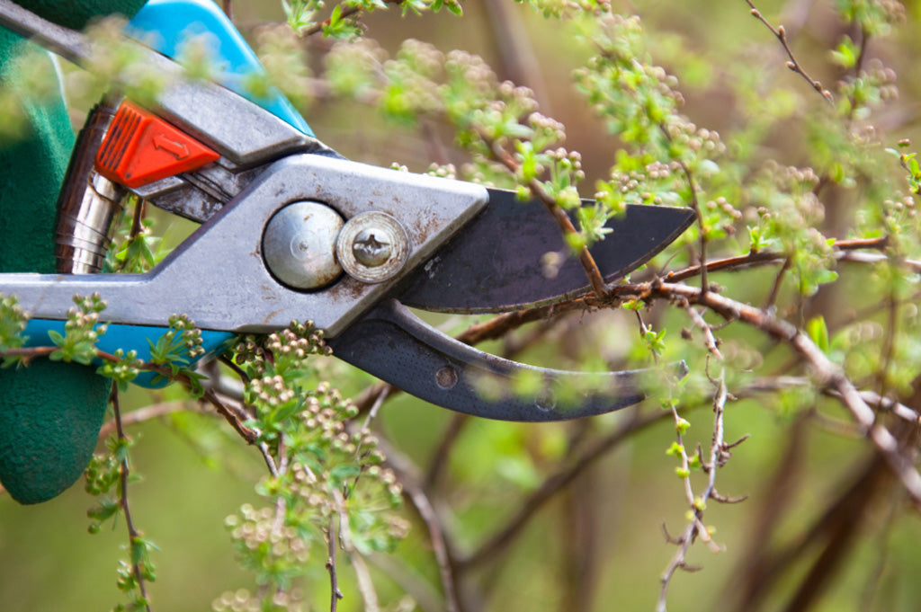 Eine Gartenschere ist an einem Ast mit Blättern und kleinen Blüten zum Schnitt angesetzt.