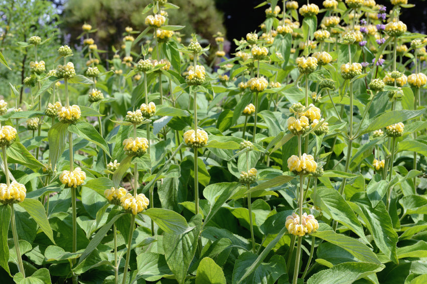 Ein üppiges Beet aus Brandkraut (Phlomis), mit auffälligen gelben Blütenkränzen an langen Stielen und großen grünen Blättern, im sommerlichen Gartenlicht.