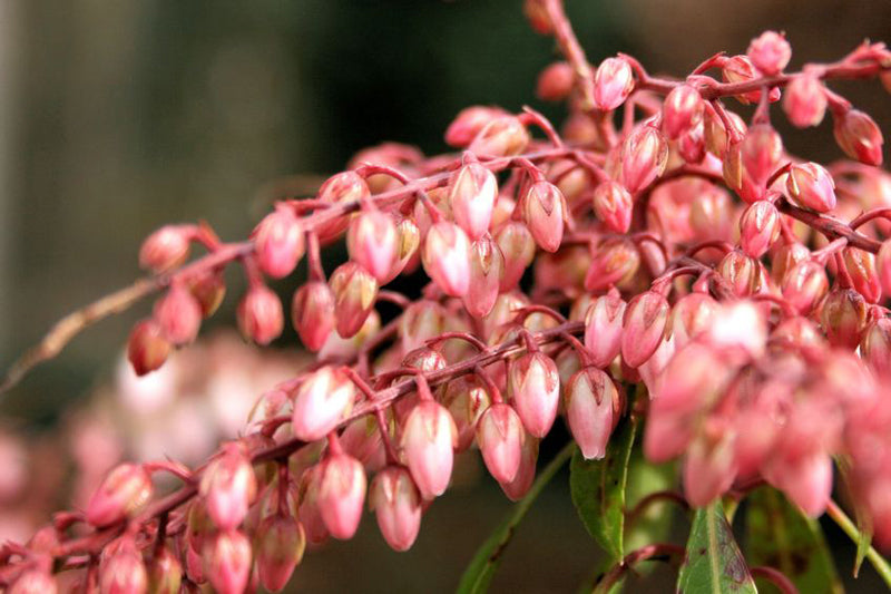 Eine Rispe mit kleinen lachsfarbenen Blüten der Japanischen Lavendelheide in Nahaufnahme.