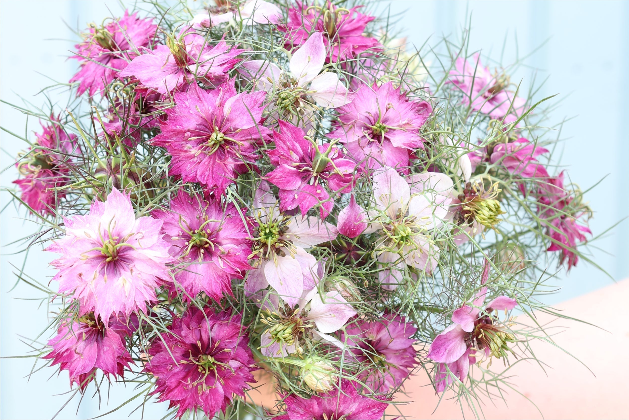 Zartrosa Blüten der Jungfer im Grünen (Nigella damascena ‘Miss Jekyll Rose’) – filigrane Sommerblume mit romantischem Charme und feinem Blütenlaub.