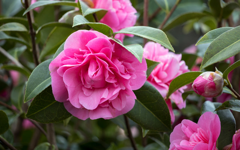 Steckbrief Kamelie  Camellia japonica  Gartenzauber