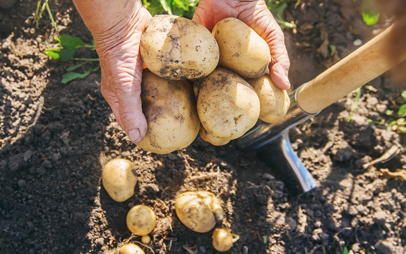 Gartentipps für den Nutzgarten im Juli