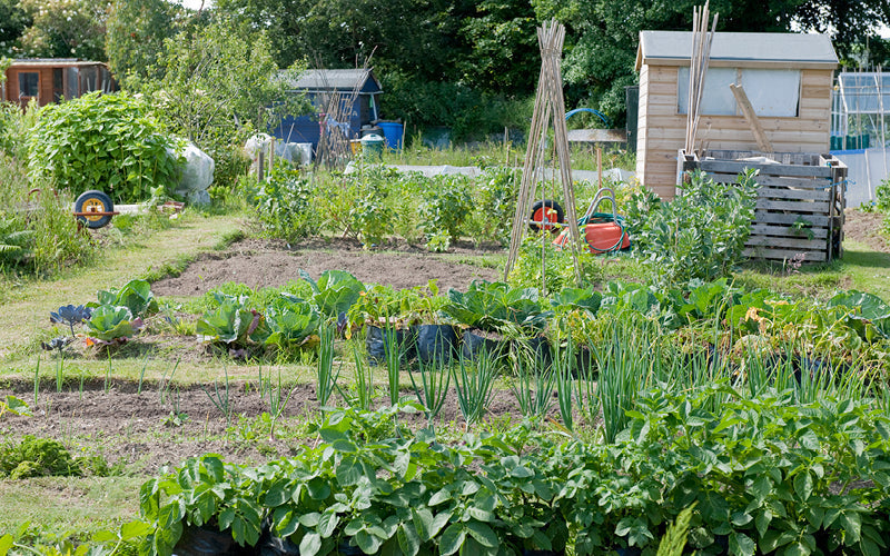 Der Kleingarten – Tipps und Wissenswertes