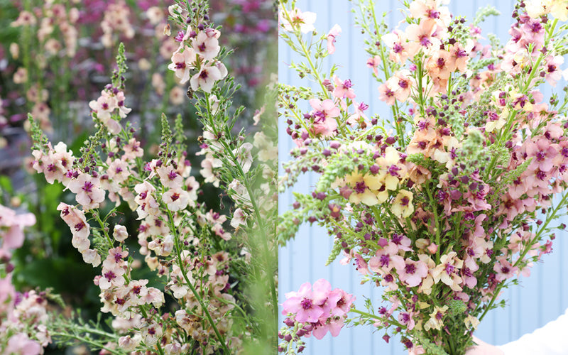 Königskerze -Verbascum hybrida, Sorte Southern Charm‘ mit zarten apricot-, rosé- und cremefarbenen Blüten an hohen Blütenkerzen im sommerlichen Garten